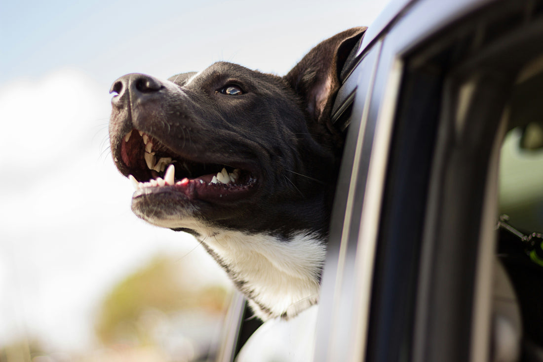 Les risques de la voiture pour les chiens