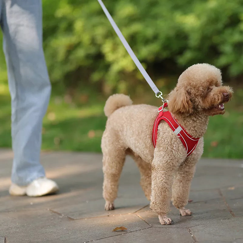 CaniConfort - Harnais Réglable Avec Laisse Petits Chiens